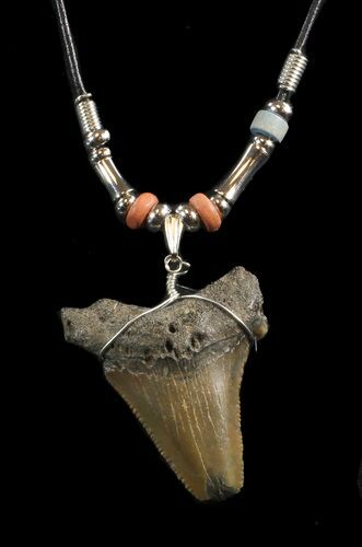 Fossil Angustiden Tooth Necklace - Megalodon Ancestor #43062